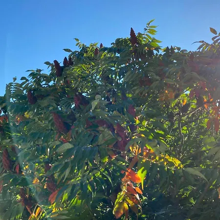 Soennchen بيت للعطل *